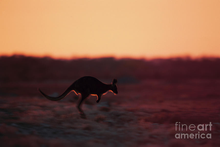 Red Kangaroo Jumping Photograph by Theo Allofs