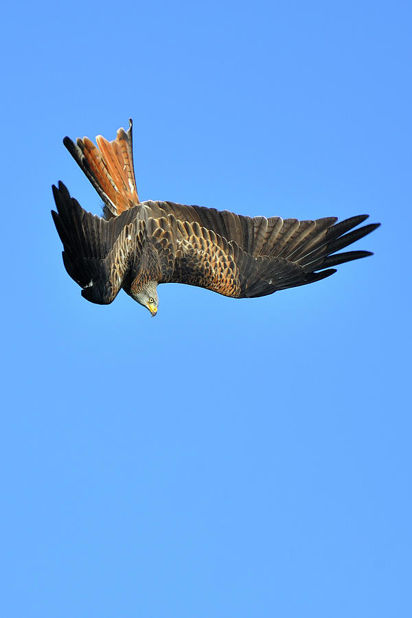Red Kite Diving Photograph by Paul Earle Photography