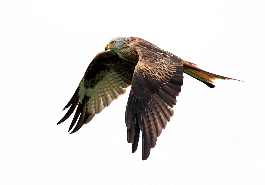 Red Kite In Flight Photograph by Grant Glendinning Photography