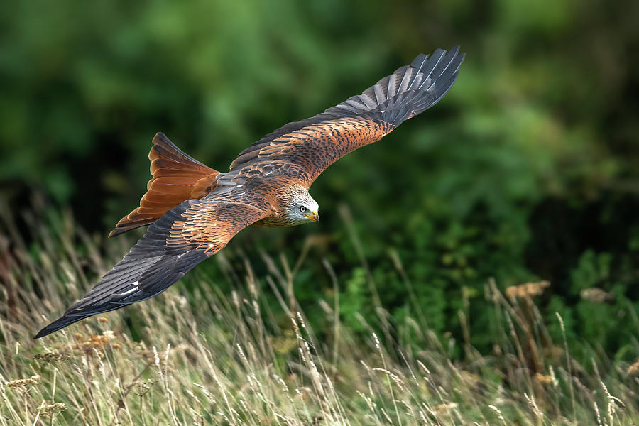 the red kite