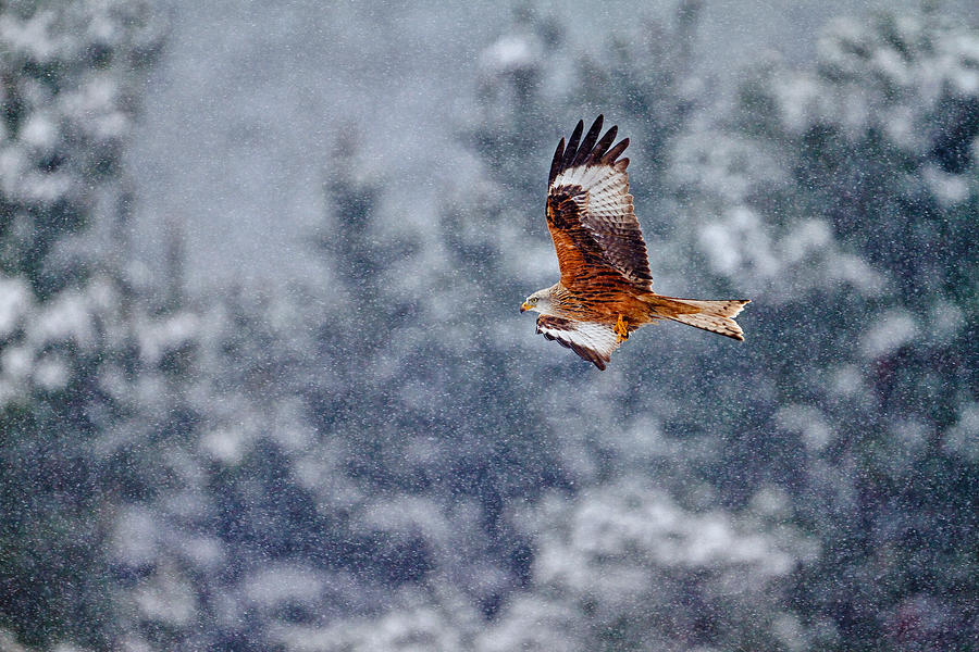 Red Kite In The Snow Storm Photograph by Joseba Zabala