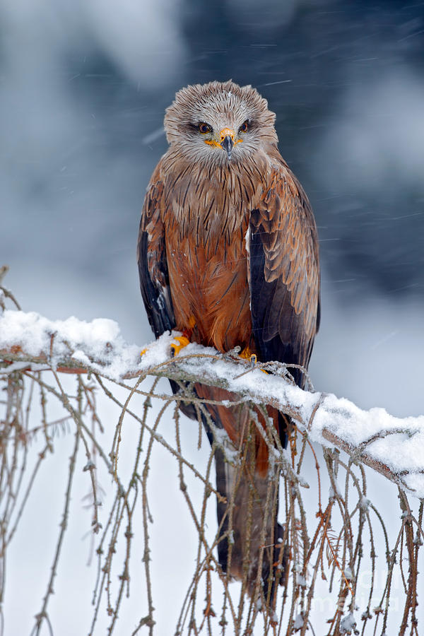 Red Kite Milvus Milvus Sitting Photograph by Ondrej Prosicky