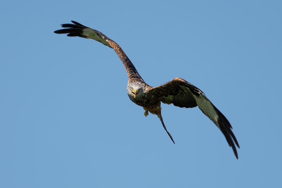 Red Kite stare Photograph by Steev Stamford