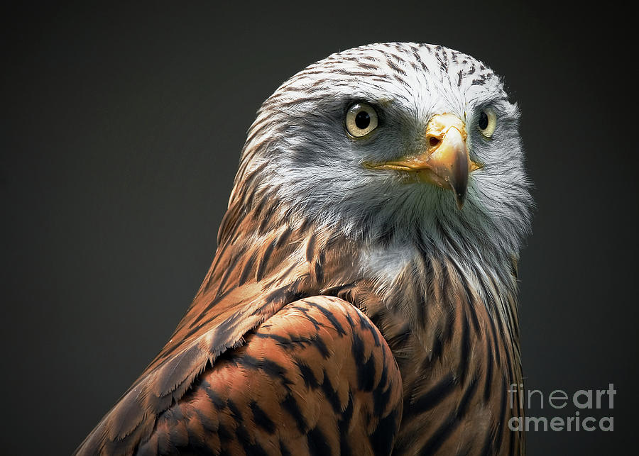 Red Kite Photograph by Stephen Liptrot