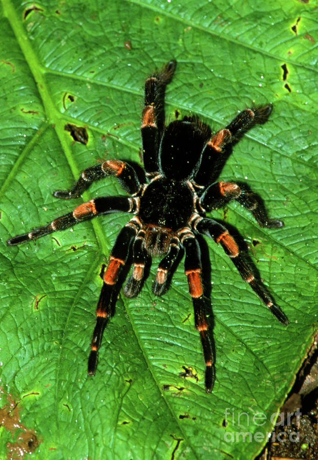 Red-kneed Tarantula (brachypelma Smithi) On A Leaf Photograph by William Ervin/science Photo Library
