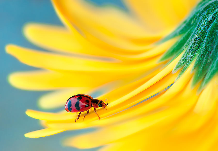 Ladybug Photograph - Red Lady by Rooswandy Juniawan