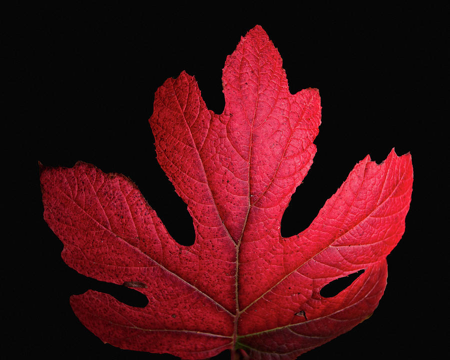 Red Leaf Art Photograph