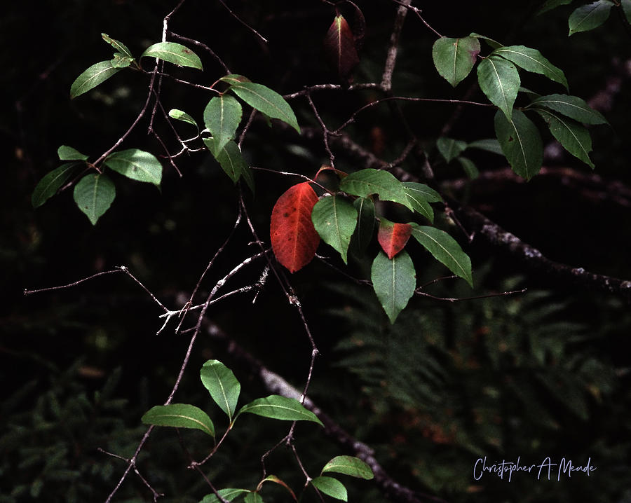 Red Leaf by Christopher Meade Red Leaf by Christopher Meade