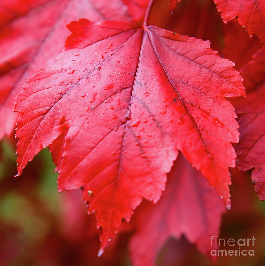 Red leaf Photograph by Colin Rayner