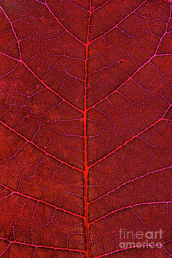 Red Leaf Detail, Kjellerup, Jutland Photograph by Malene Nielsen