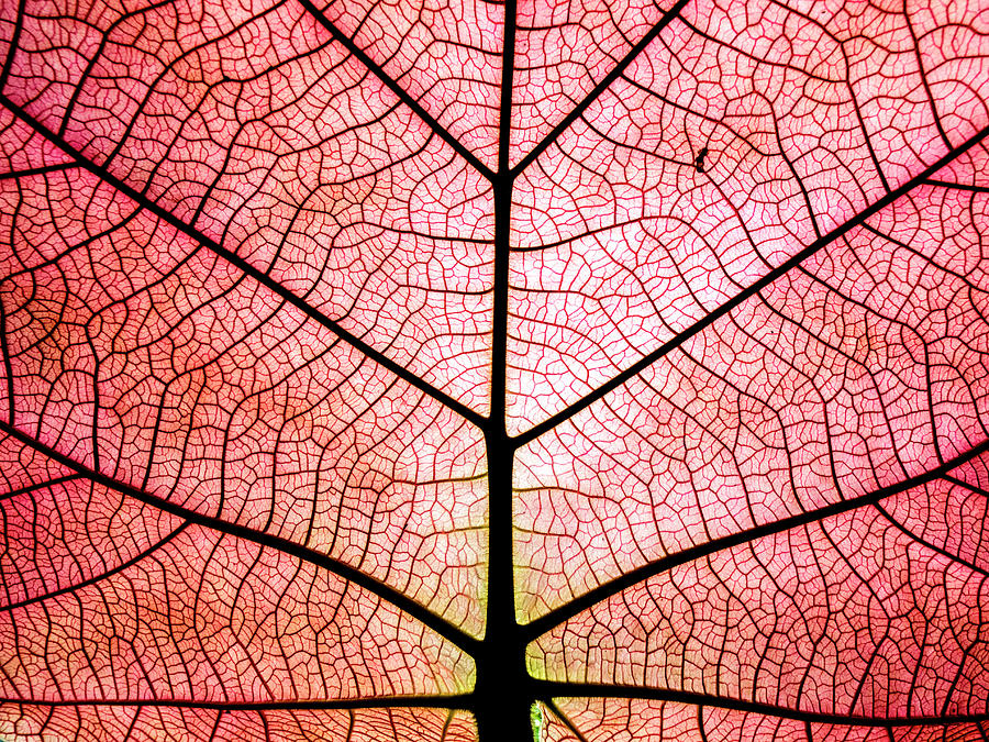Red Leaf Detail Photograph by Scott Leslie