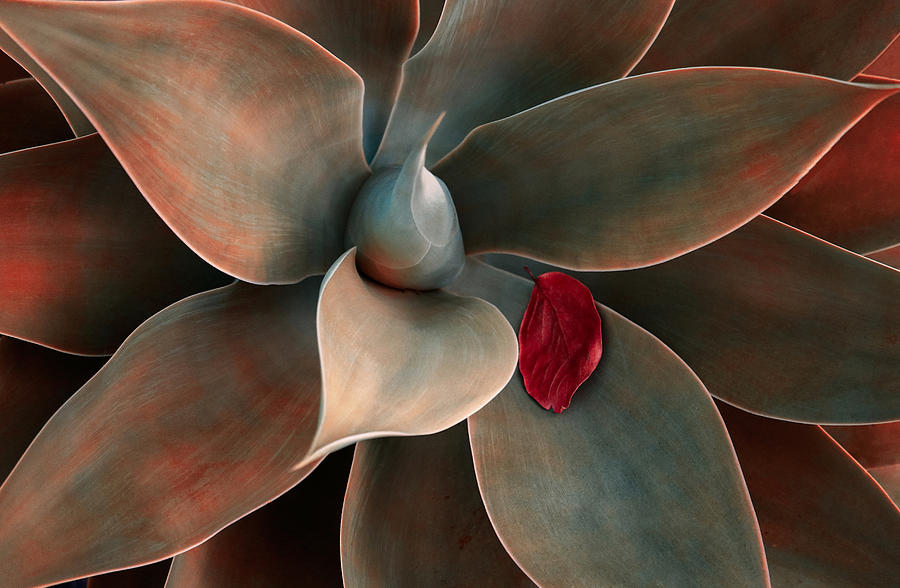 Red Leaf Down Photograph by Robin Wechsler