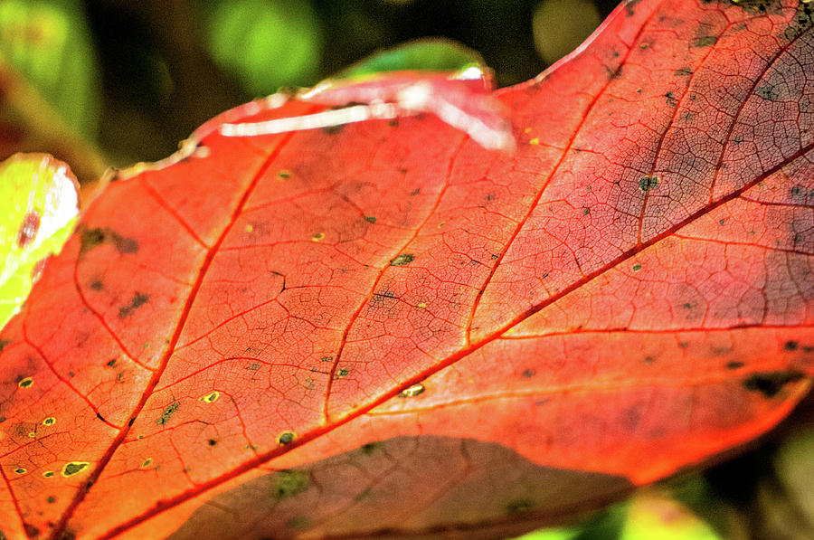 Red Leaf by James L Bartlett Red Leaf by James L Bartlett