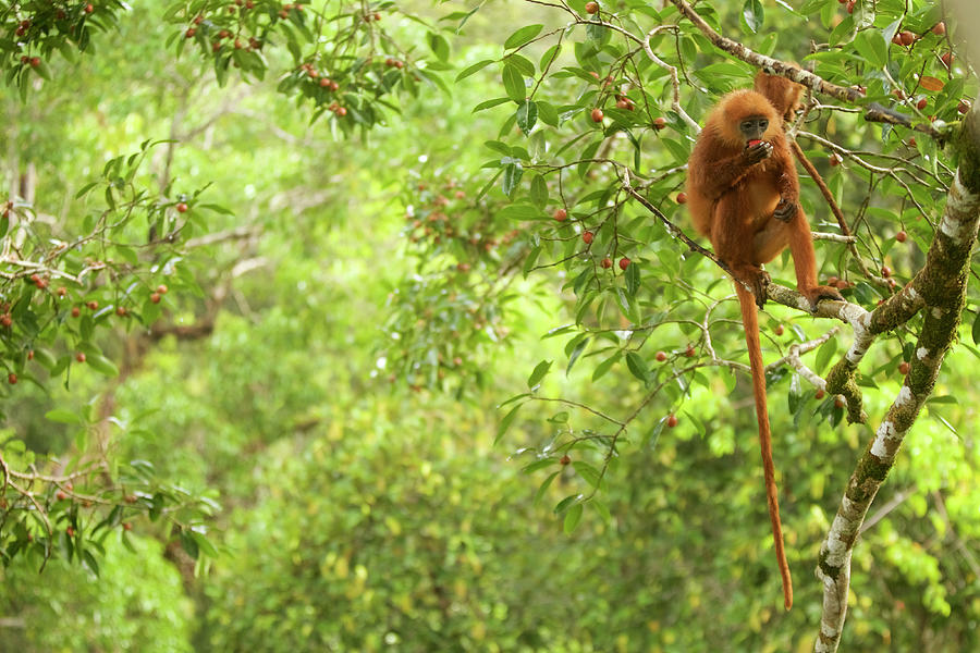 Red Leaf Monkey Feeding, Kalimantan, Borneo, Indonesia, 53% OFF