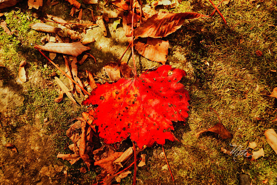 Red Leaf on mossy rock Photograph by Meta Gatschenberger