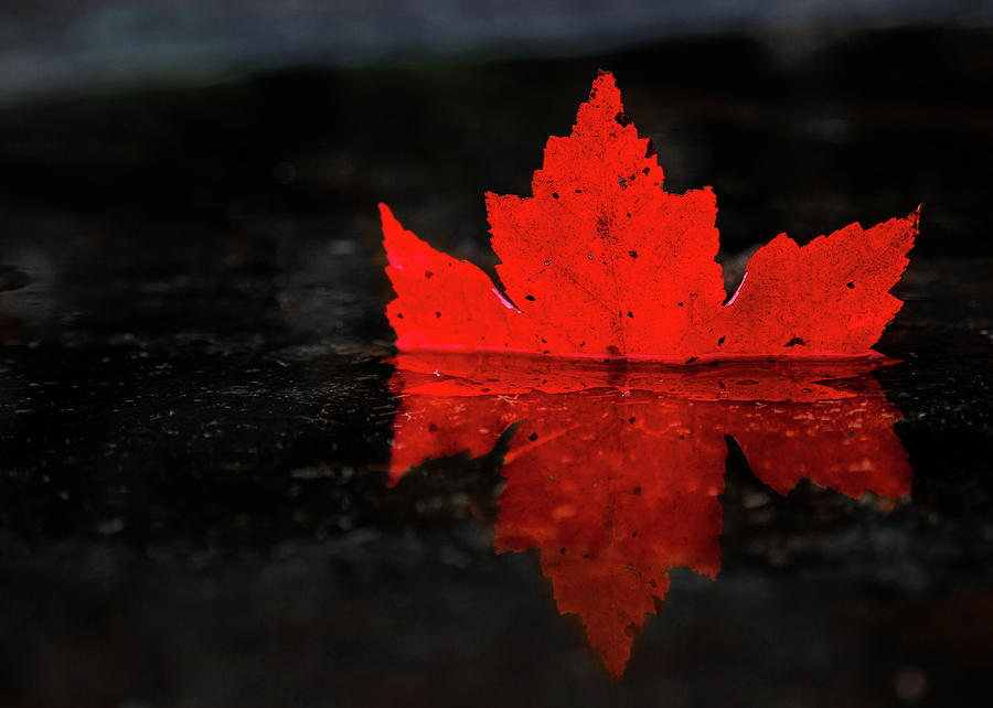 Red Leaf Reflection Photograph by Tim Kirchoff