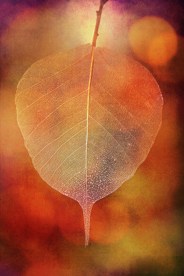 Red Leaf Skeleton Digital Art by Terry Davis