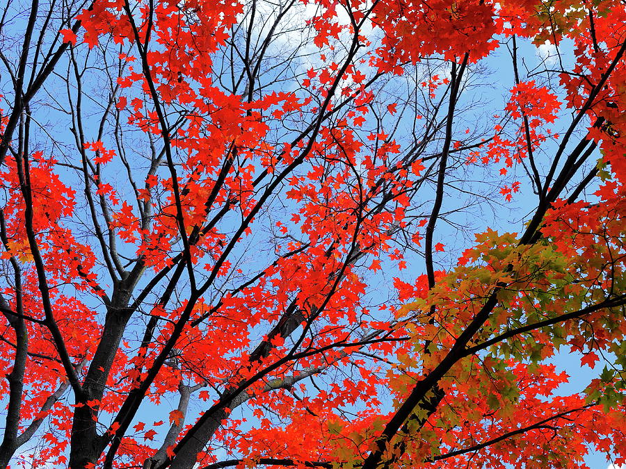 Red Leafs Photograph