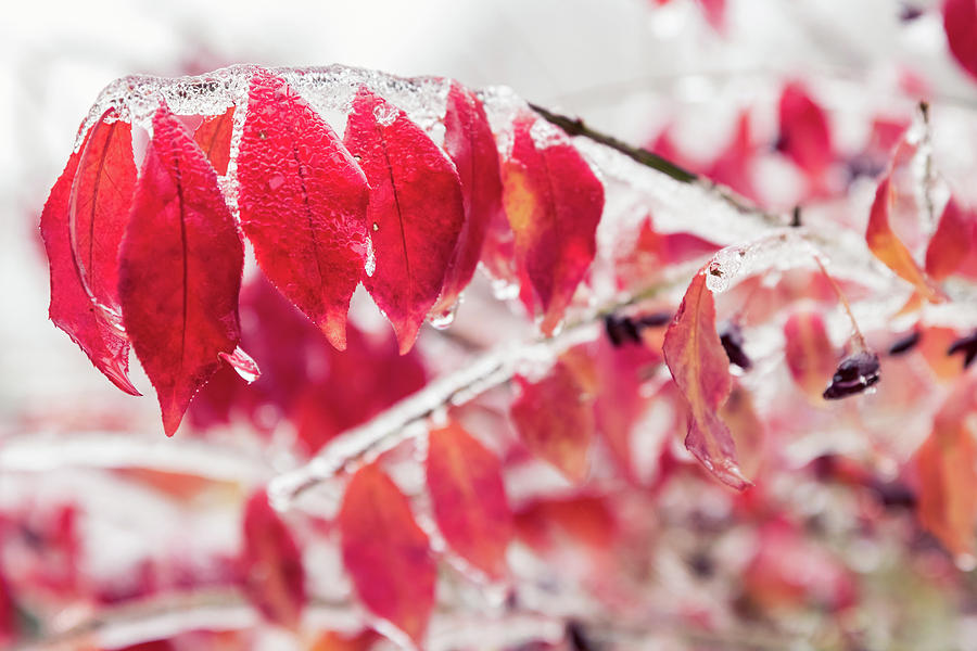 Red Leaves And Plant Buds Are Frozen Into Beautiful Iciles. Photograph