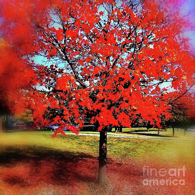 Red Leaves And Shadows Photograph by Frank J Casella