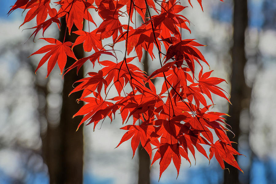 Red Leaves Photograph by Cindy Lark Hartman