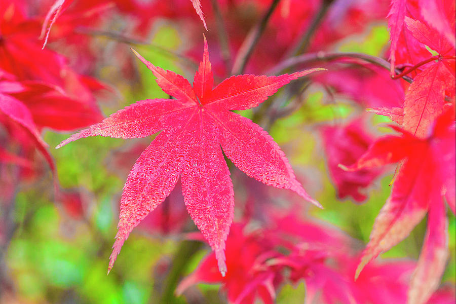 Red Leaves In Autumn Digital Art by Manfred Bortoli