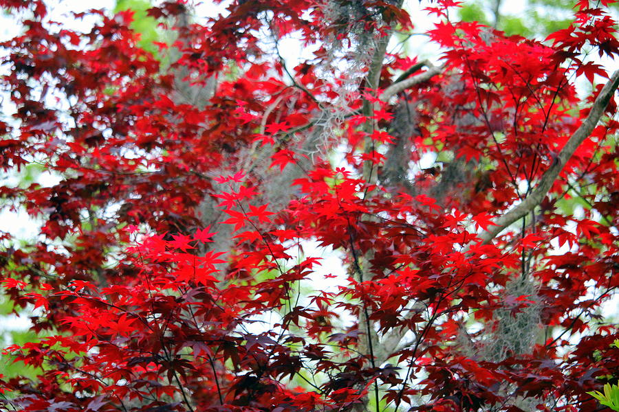 Red Leaves In The Spring Photograph by Cynthia Guinn