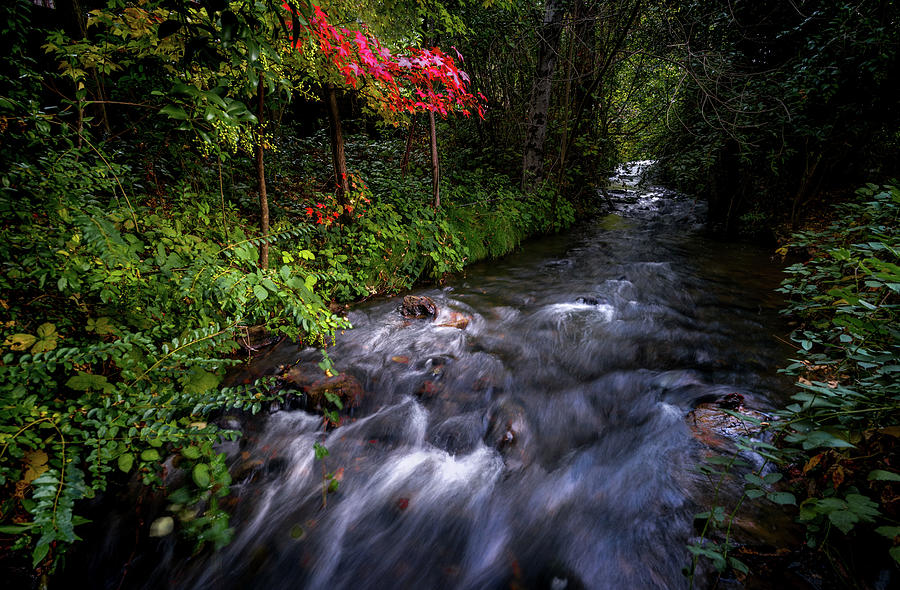 Stream Photograph - Red Leaves by Janet Kopper