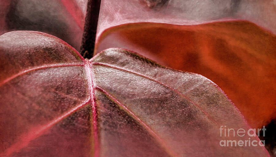 Nature Digital Art - Red Leaves by Jean OKeeffe Macro Abundance Art