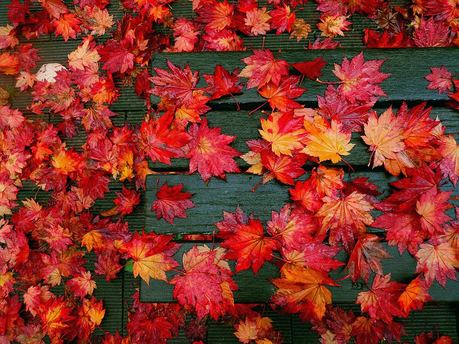 Red Leaves Photograph by Ksasada