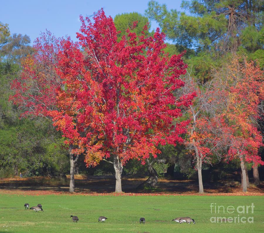Red Leaves of Fall  Photograph by Chuck Kuhn