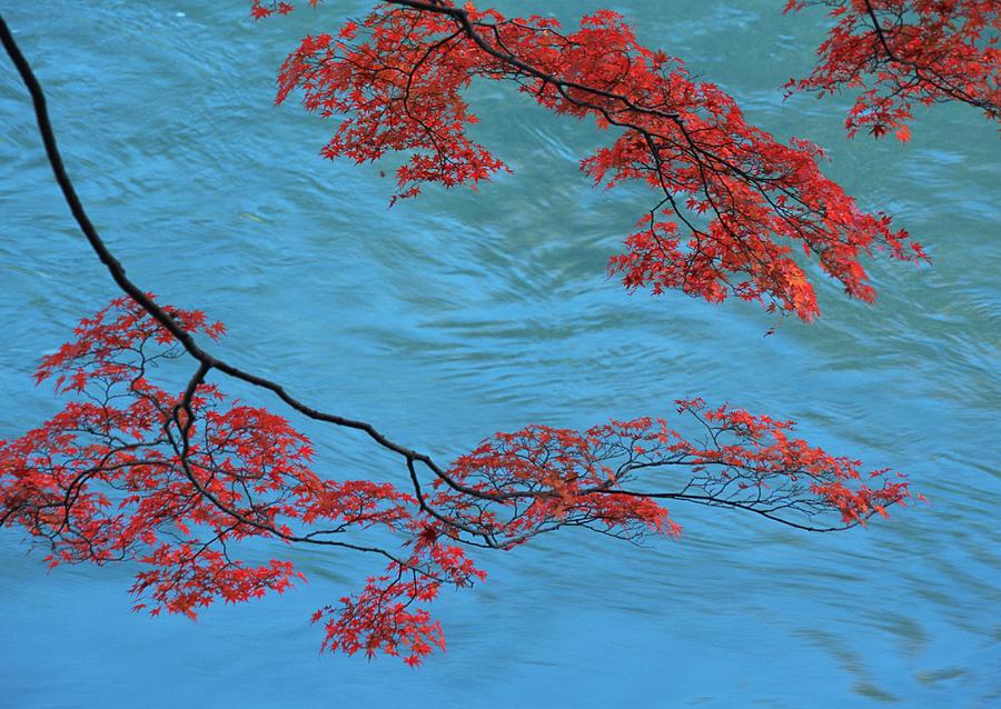 Red Leaves Of Maple Tree In Water Photograph by Imagenavi