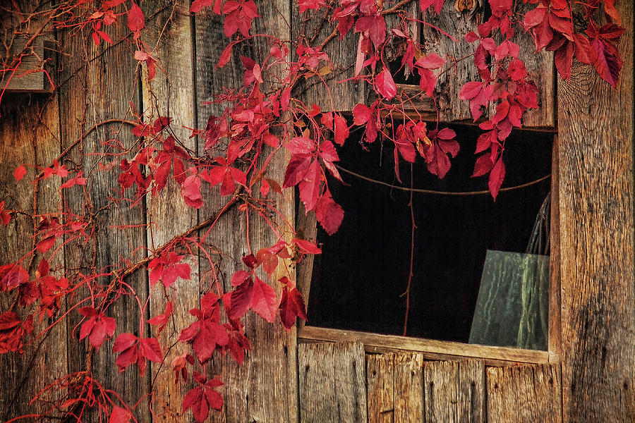 Red Leaves On Barn Window Photograph by Melinda Moore