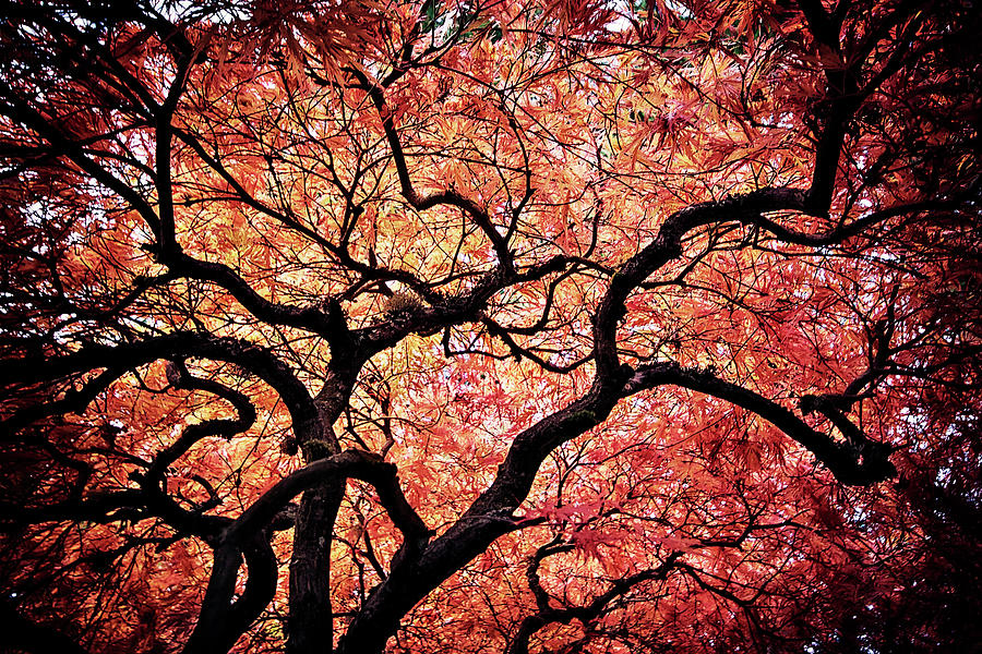 Red Leaves Tree Photograph by Photo By Brad Sloan