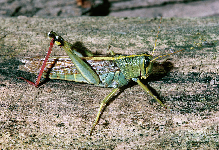Red-legged Grasshopper Photograph by Robert J Erwin/science Photo Library
