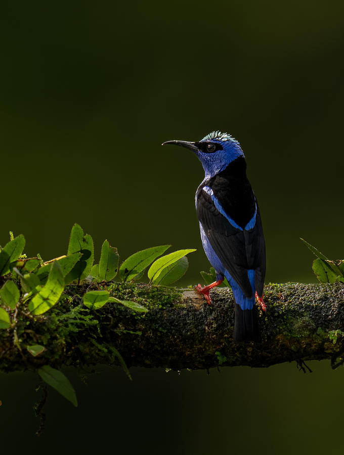Red Legged Honeycreeper Photograph by Rajat Dhesi