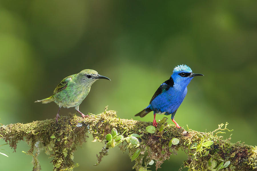 Red-legged Honeycreepers, Cyanerpes Photograph by James Zipp