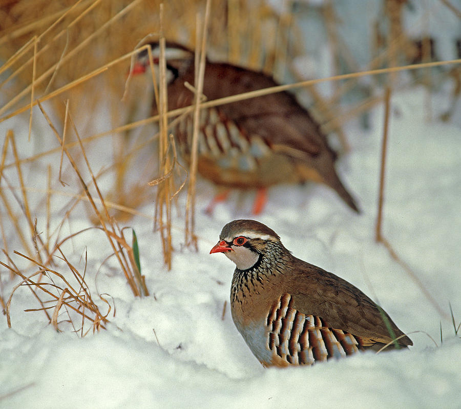 Red-legged Partridge In The Snow Digital Art by Robert Maier