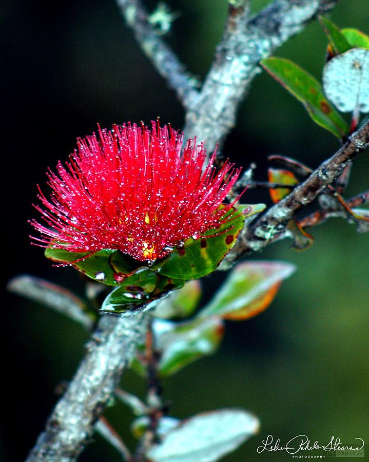 Red Ohia Lehua in Volcano rainforest mist by Lehua Pekelo-Stearns Red Ohia Lehua in Volcano rainforest mist by Lehua Pekelo-Stearns