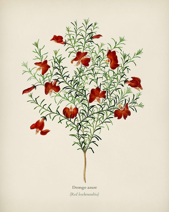 Red leschenaultia  Lechenaultia formosa  illustrated by Charles Dessalines D Orbigny  1806 1876m 2 Painting by Celestial Images