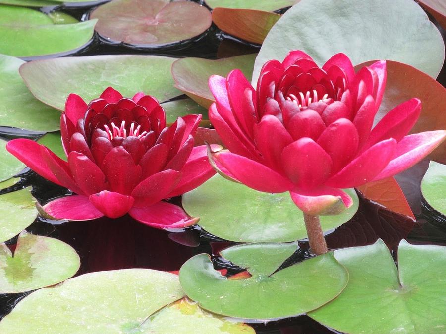 Red Lilies Photograph By Monica Donaldson Stewart Fine Art America