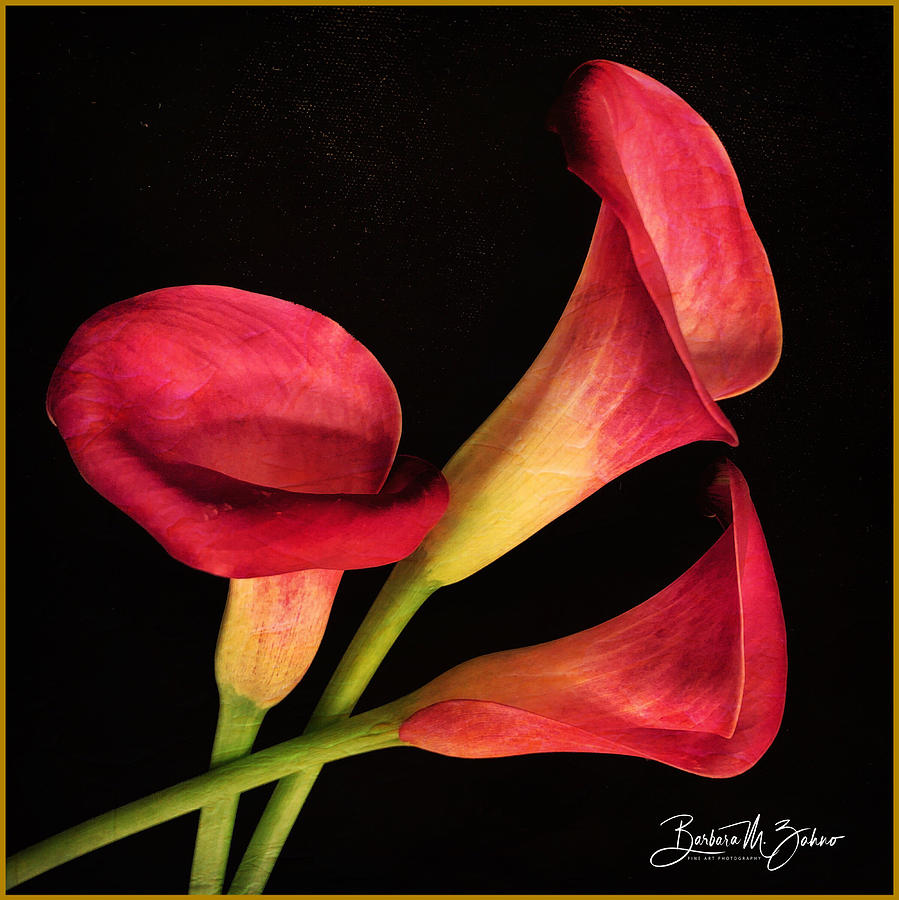 Red Lilies Trio  Photograph by Barbara Zahno
