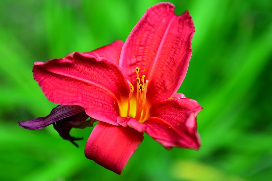 Red Lilly 2 Photograph