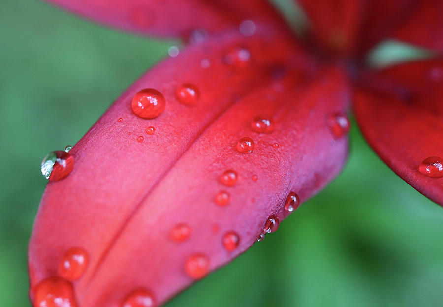 Red Lily And Rain Drops Photograph by Johanna Hurmerinta