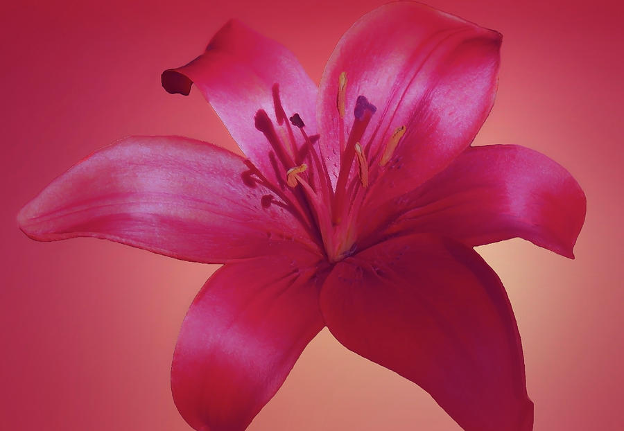 Red Lily Colorfully Photograph by Johanna Hurmerinta