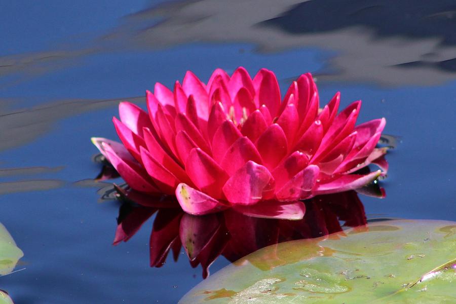 Red Lily Floating Photograph By Monica Donaldson Stewart Fine Art America