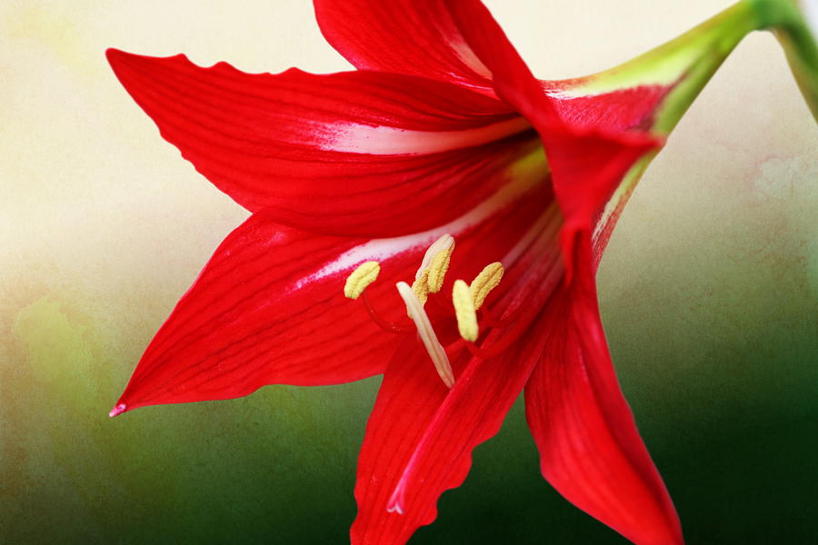 Red Lily Flower by Debi Dalio Red Lily Flower by Debi Dalio
