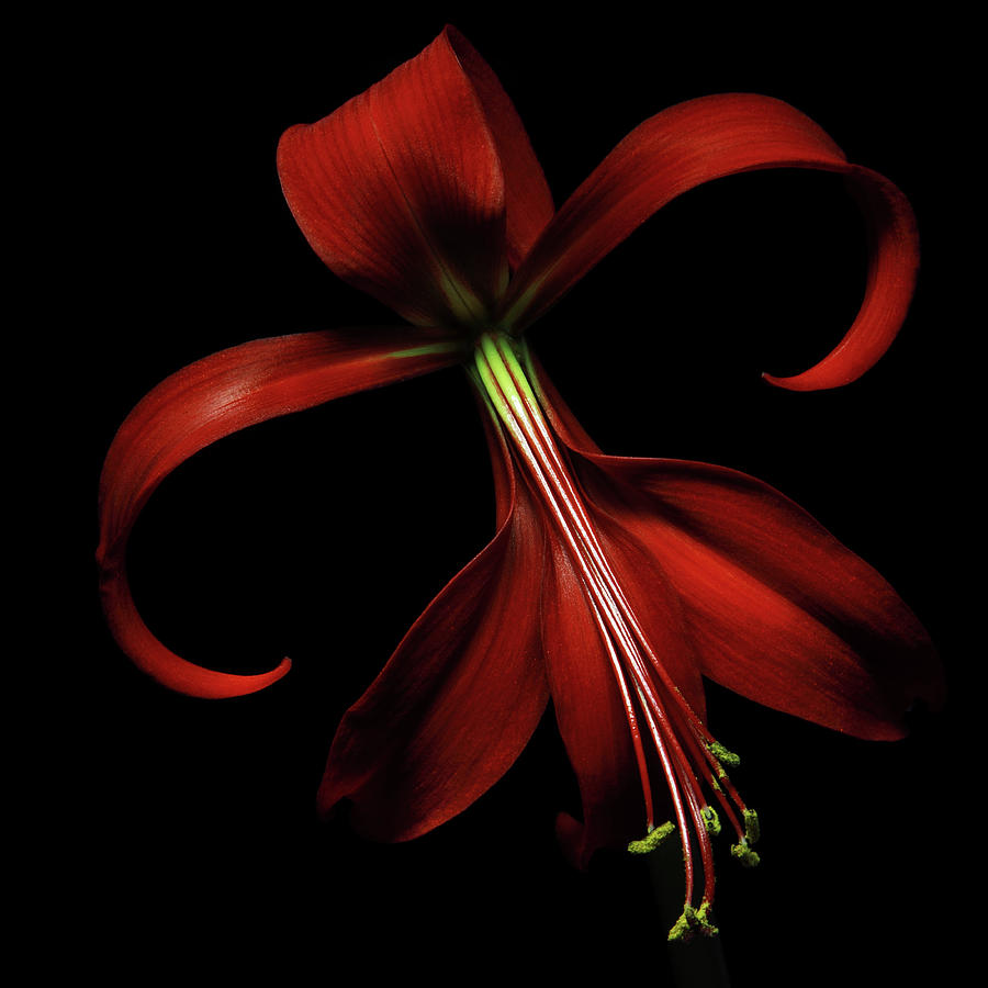 Red Lily Photograph by Flower Photography By Viorica Maghetiu