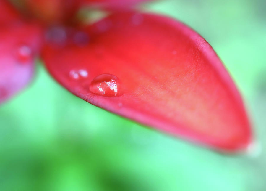 Red Lily Petal After The Rain Photograph by Johanna Hurmerinta