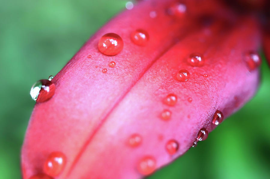 Red Lily Petal And Rain Drops Photograph by Johanna Hurmerinta